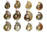 Lot: Polished Whole Ammonite Fossils - Pieces #116579-2